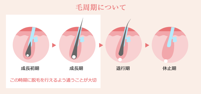毛周期について